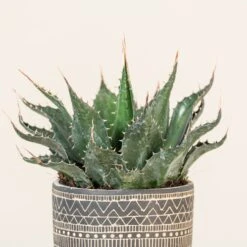 Agave Montana 31 Agave Montana -Plant Discount Store AGM 60a9235d7581b 3