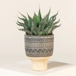 Agave Montana 32 Agave Montana -Plant Discount Store AGM 60a923612f15d 3