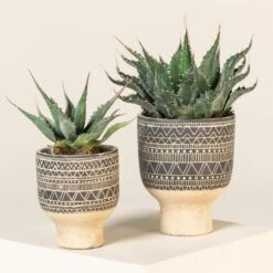 Agave Montana 33 Agave Montana -Plant Discount Store AGM 60a92363995c7 3