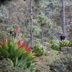 Agave Montana 34 Agave Montana -Plant Discount Store AGM 60a9236616bea 3