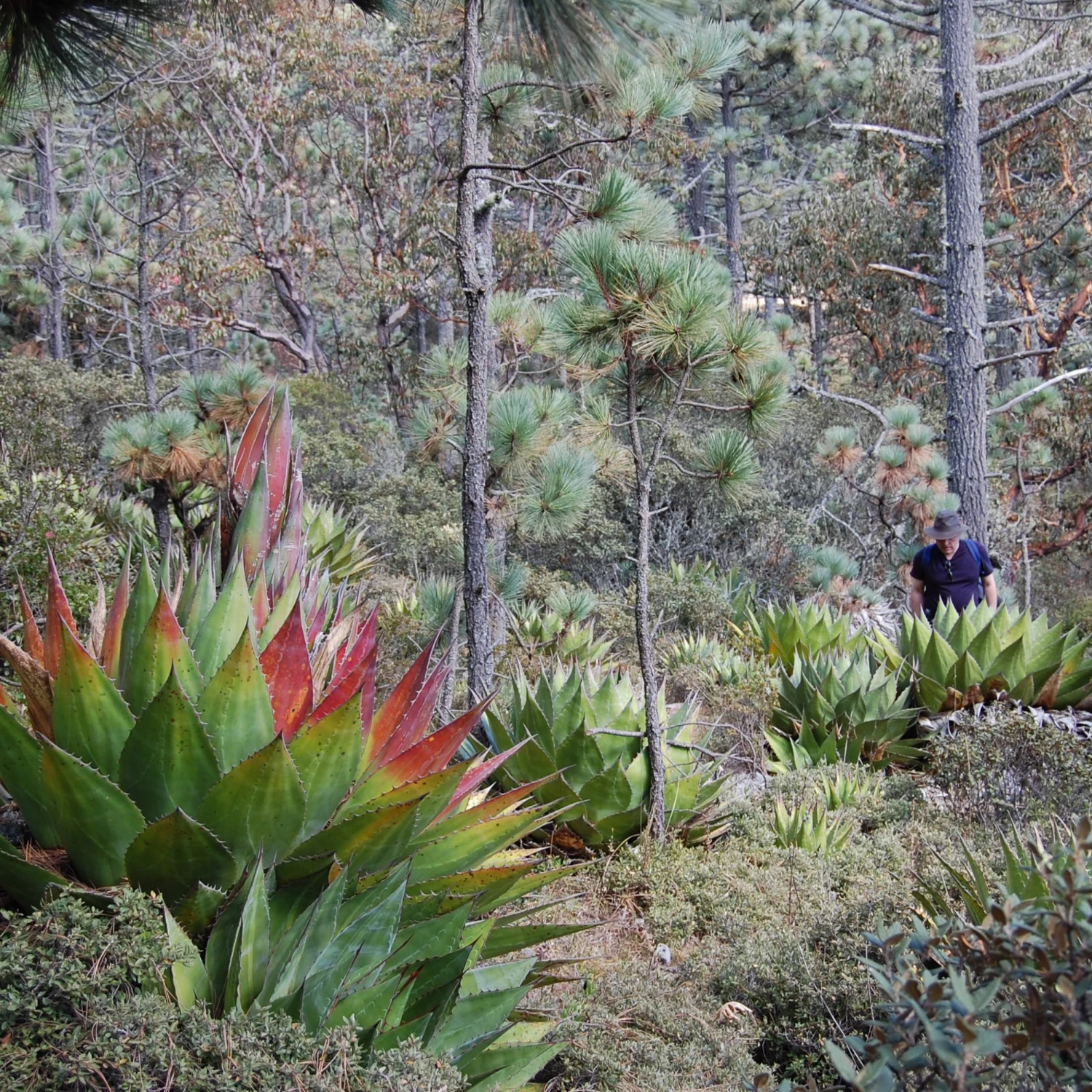 Agave Montana 15 Agave Montana - Image 15