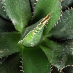 Agave Montana 36 Agave Montana -Plant Discount Store AGM 60a9242438ddf 3