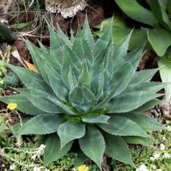 Agave Montana 37 Agave Montana -Plant Discount Store AGM 60a92427a5aba 3