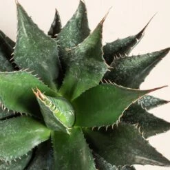 Agave Montana 38 Agave Montana -Plant Discount Store AGM 60a92430aee73 3