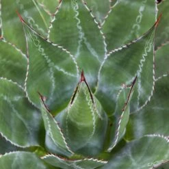 Agave Montana 39 Agave Montana -Plant Discount Store AGM 60a9243632b51 3