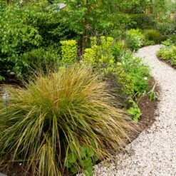 Anemanthele Lessoniana 14 Anemanthele Lessoniana -Plant Discount Store ALE 1 5 scaled 1