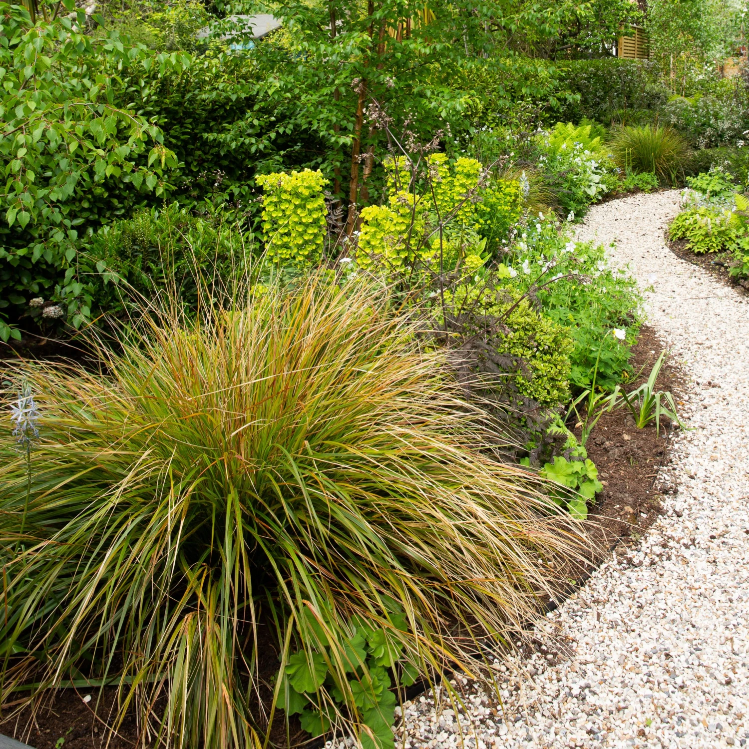 Anemanthele Lessoniana 4 Anemanthele Lessoniana - Image 4