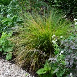 Anemanthele Lessoniana 19 Anemanthele Lessoniana -Plant Discount Store ALE 2 2 scaled 1