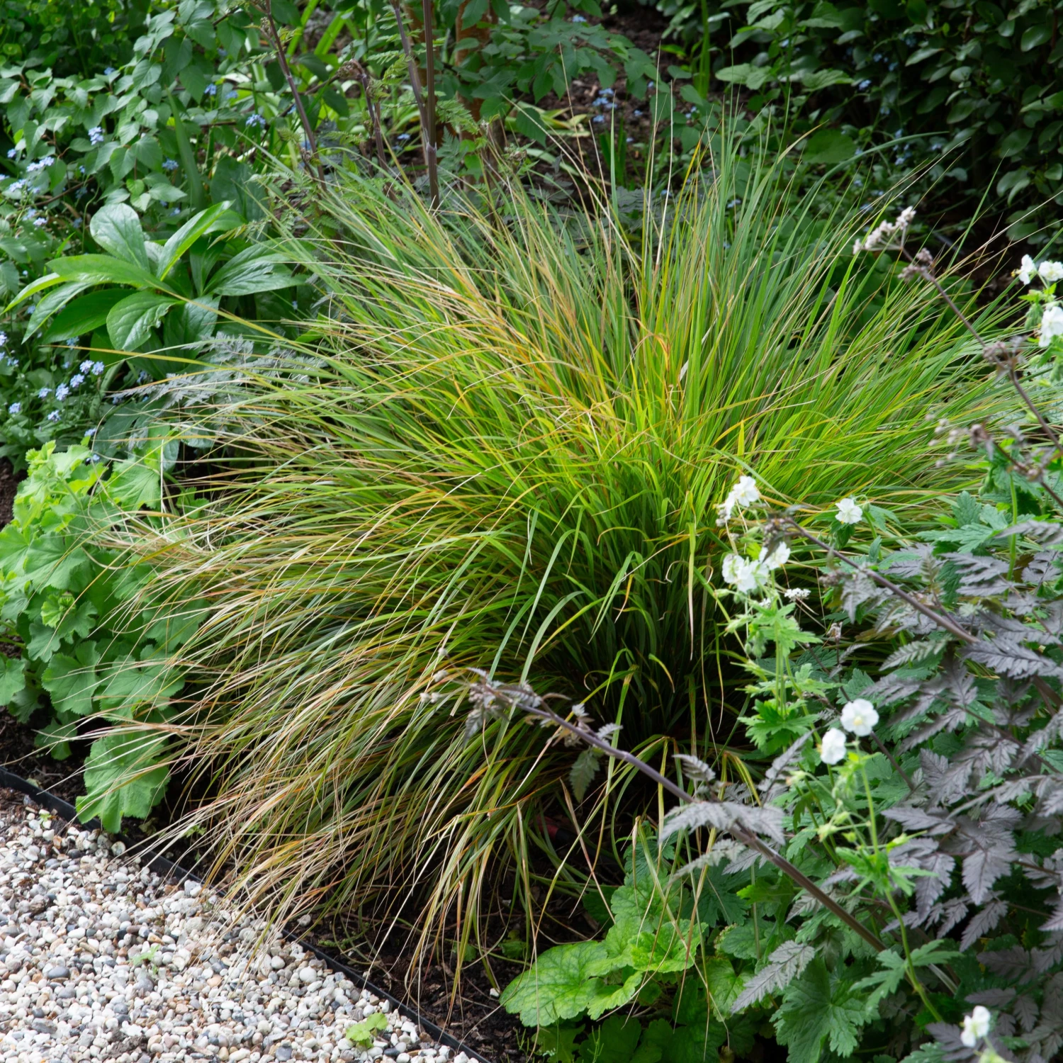 Anemanthele Lessoniana 9 Anemanthele Lessoniana - Image 9