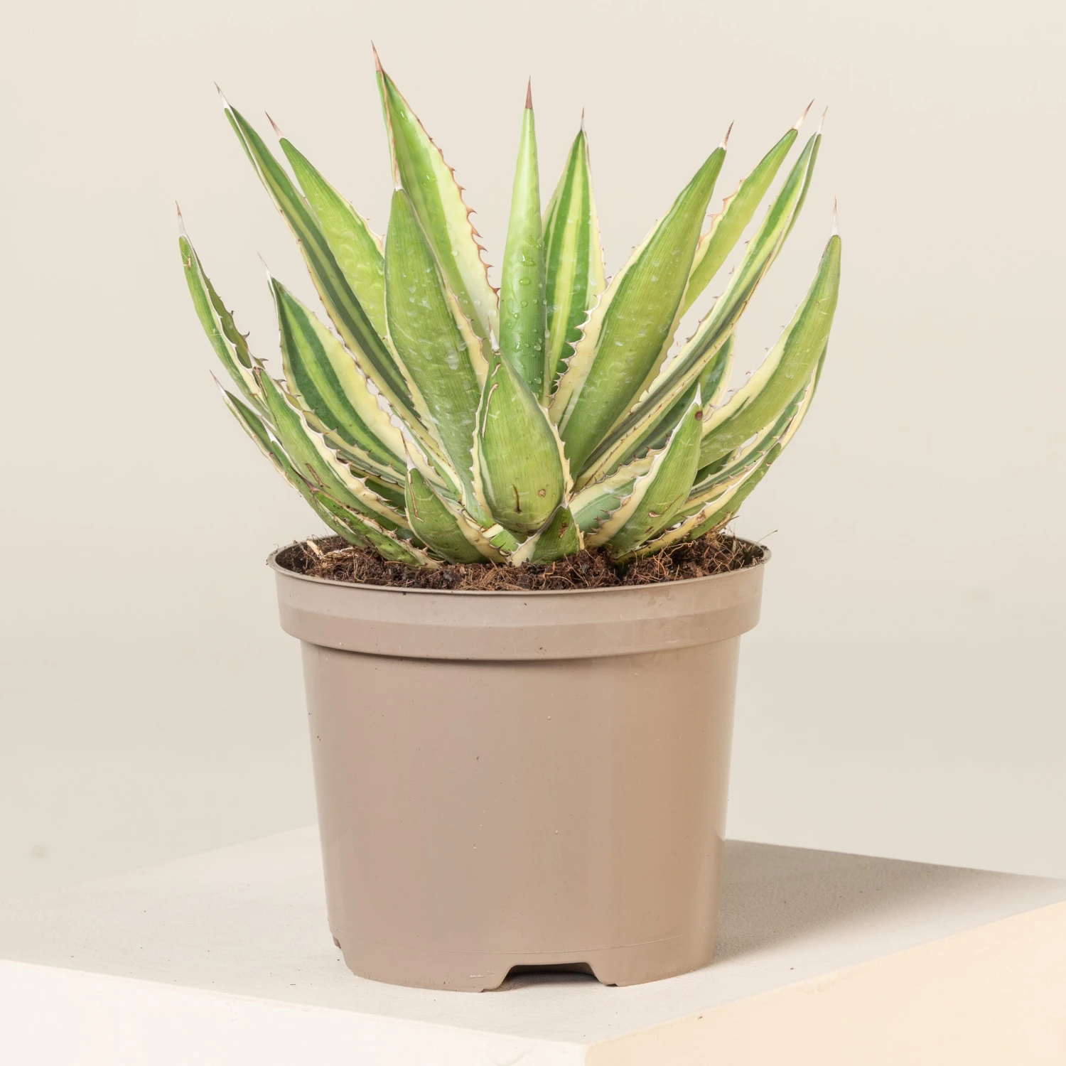 Agave Lophantha 1 Agave Lophantha