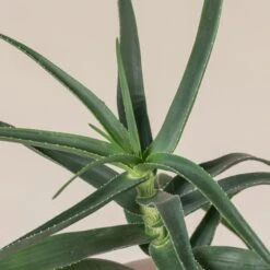 Aloe Striatula 7 Aloe Striatula -Plant Discount Store ALOS 1 scaled 1