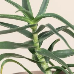 Aloe Striatula 6 Aloe Striatula -Plant Discount Store ALOS 2 scaled 1