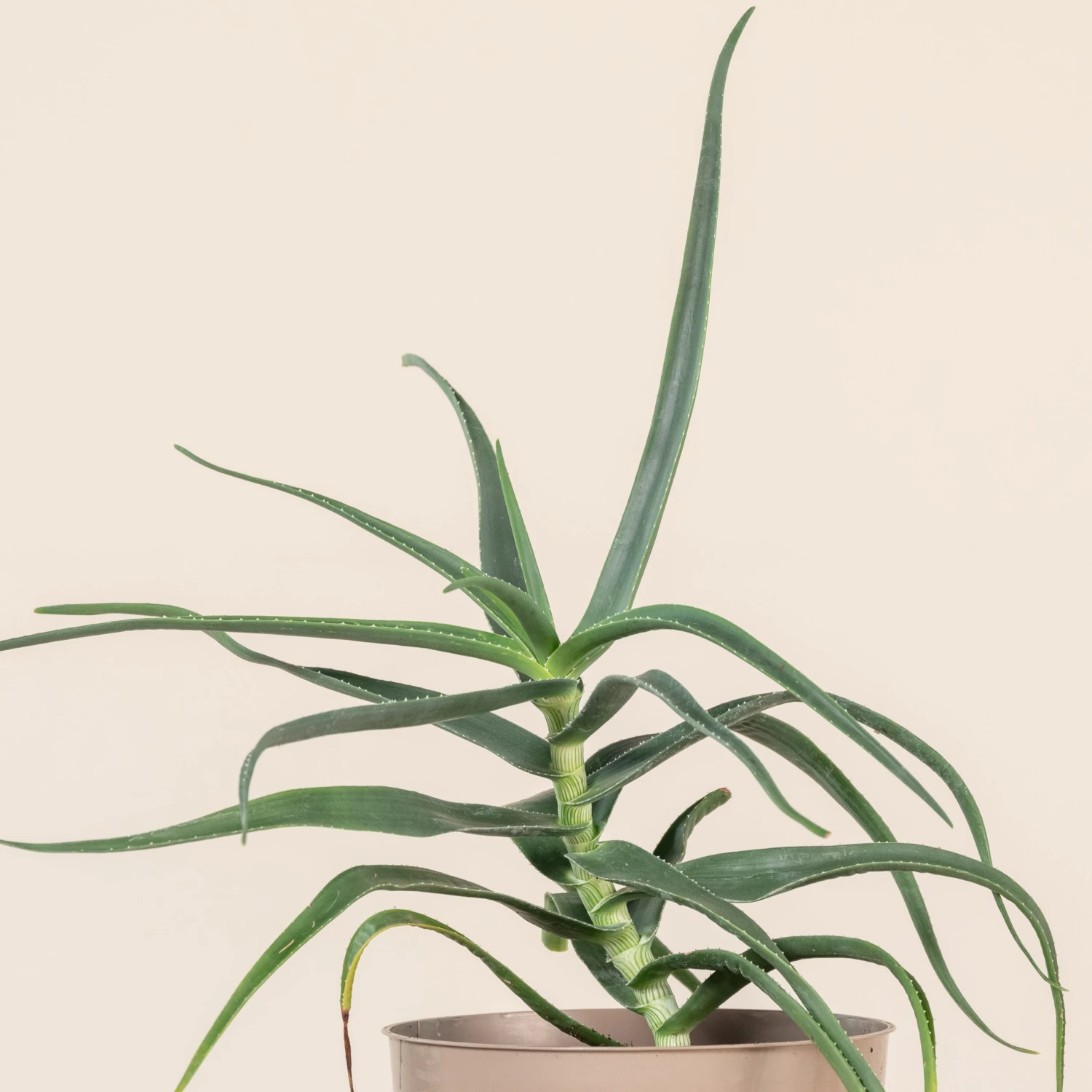 Aloe Striatula 2 Aloe Striatula - Image 2