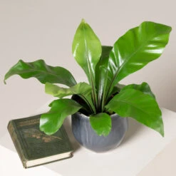 Asplenium Nidus -Plant Discount Store ANI S 2