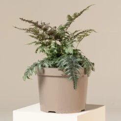 Athyrium Niponicum ‘Metallicum’