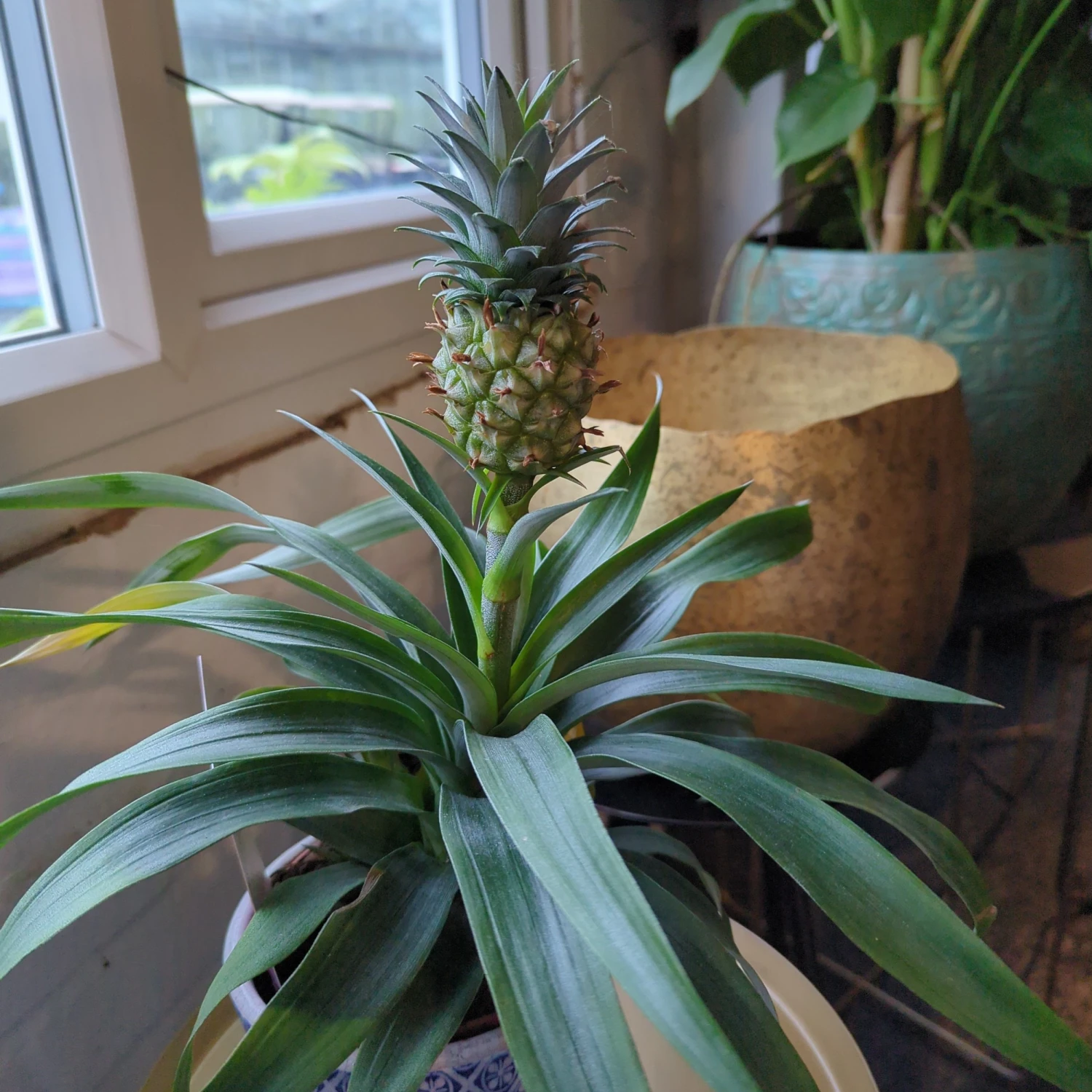 Ananas ‘Mi Amigo’ 2 Ananas ‘Mi Amigo’ - Image 2