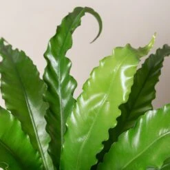 Asplenium Antiquum ‘Osaka’ -Plant Discount Store AOK 1 scaled 1