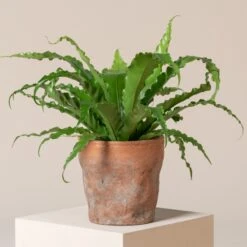 Asplenium Antiquum ‘Osaka’ -Plant Discount Store AOK 2 7 scaled 1