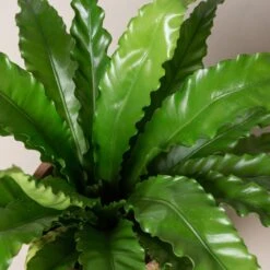 Asplenium Antiquum ‘Osaka’ -Plant Discount Store AOK 2 scaled 1