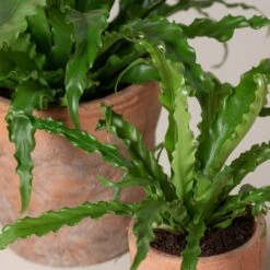 Asplenium Antiquum ‘Osaka’ -Plant Discount Store AOK 3 scaled 1