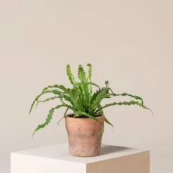 Asplenium Antiquum ‘Osaka’ -Plant Discount Store AOK S 6 scaled 1