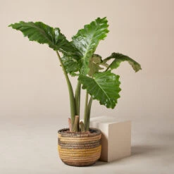 Alocasia ‘Portodora’ 18 Alocasia ‘Portodora’ -Plant Discount Store AOT 61997516f2247 1