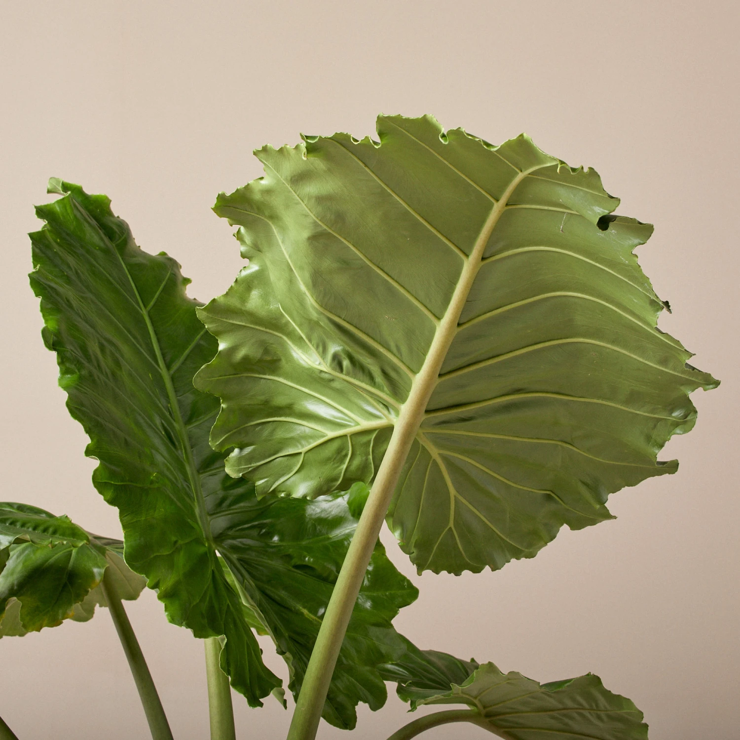 Alocasia ‘Portodora’ 2 Alocasia ‘Portodora’ - Image 2