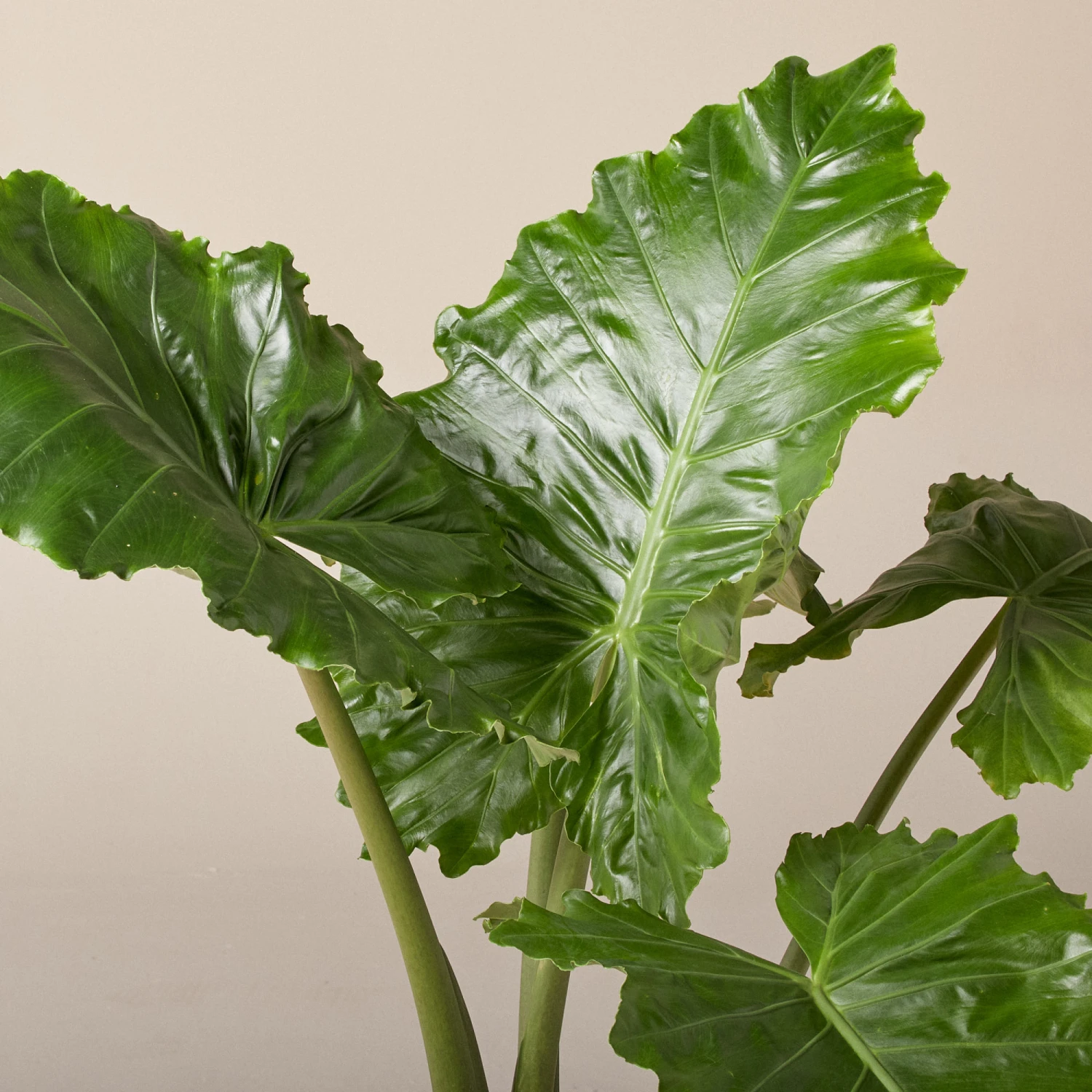 Alocasia ‘Portodora’ 9 Alocasia ‘Portodora’ - Image 9