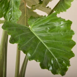 Alocasia ‘Portodora’ 21 Alocasia ‘Portodora’ -Plant Discount Store AOT 6199751df06b2 1