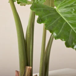 Alocasia ‘Portodora’ 16 Alocasia ‘Portodora’ -Plant Discount Store AOT 61997520324f3