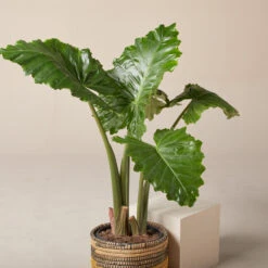 Alocasia ‘Portodora’ 23 Alocasia ‘Portodora’ -Plant Discount Store AOT 6199752272240 1