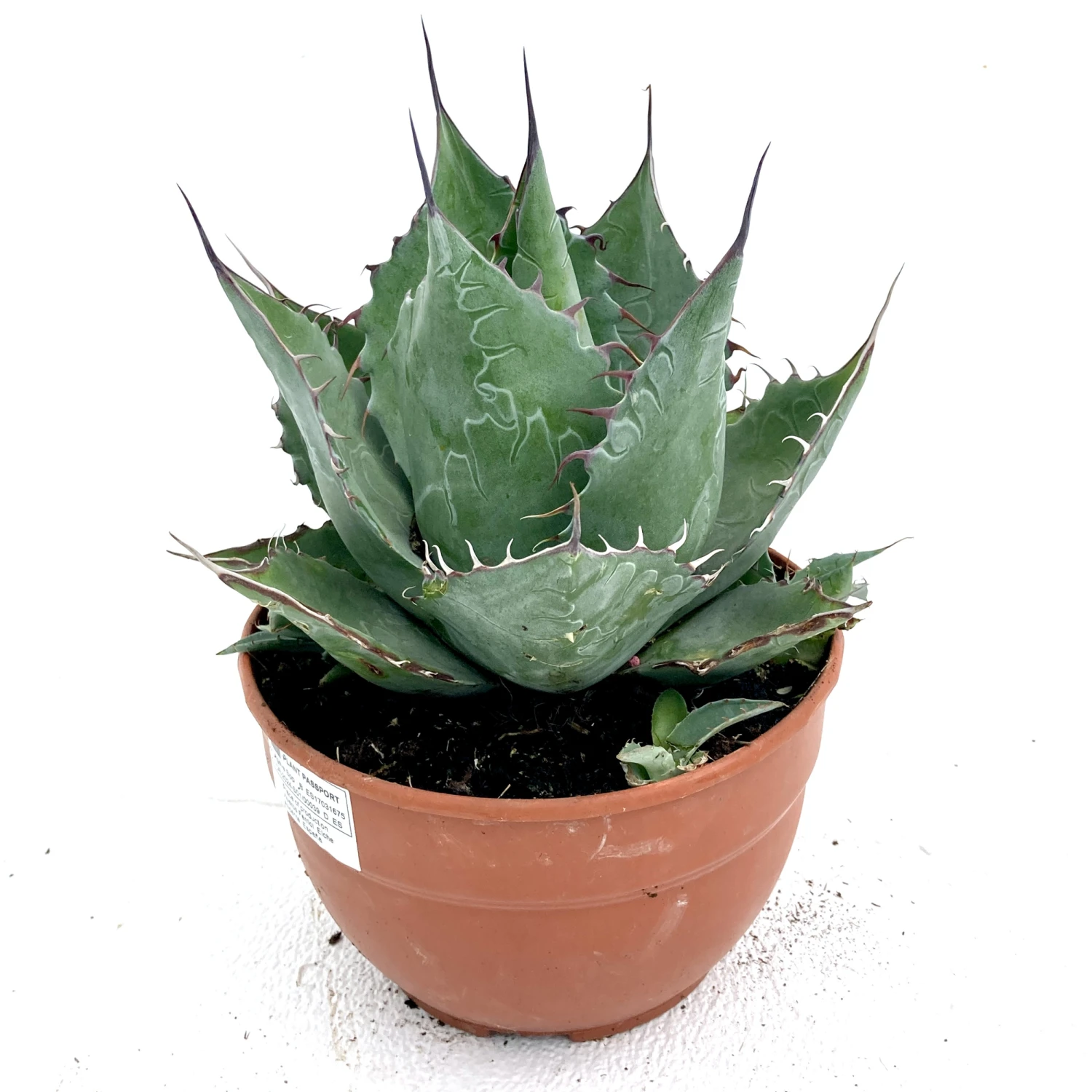 Agave Parrasana 1 Agave Parrasana