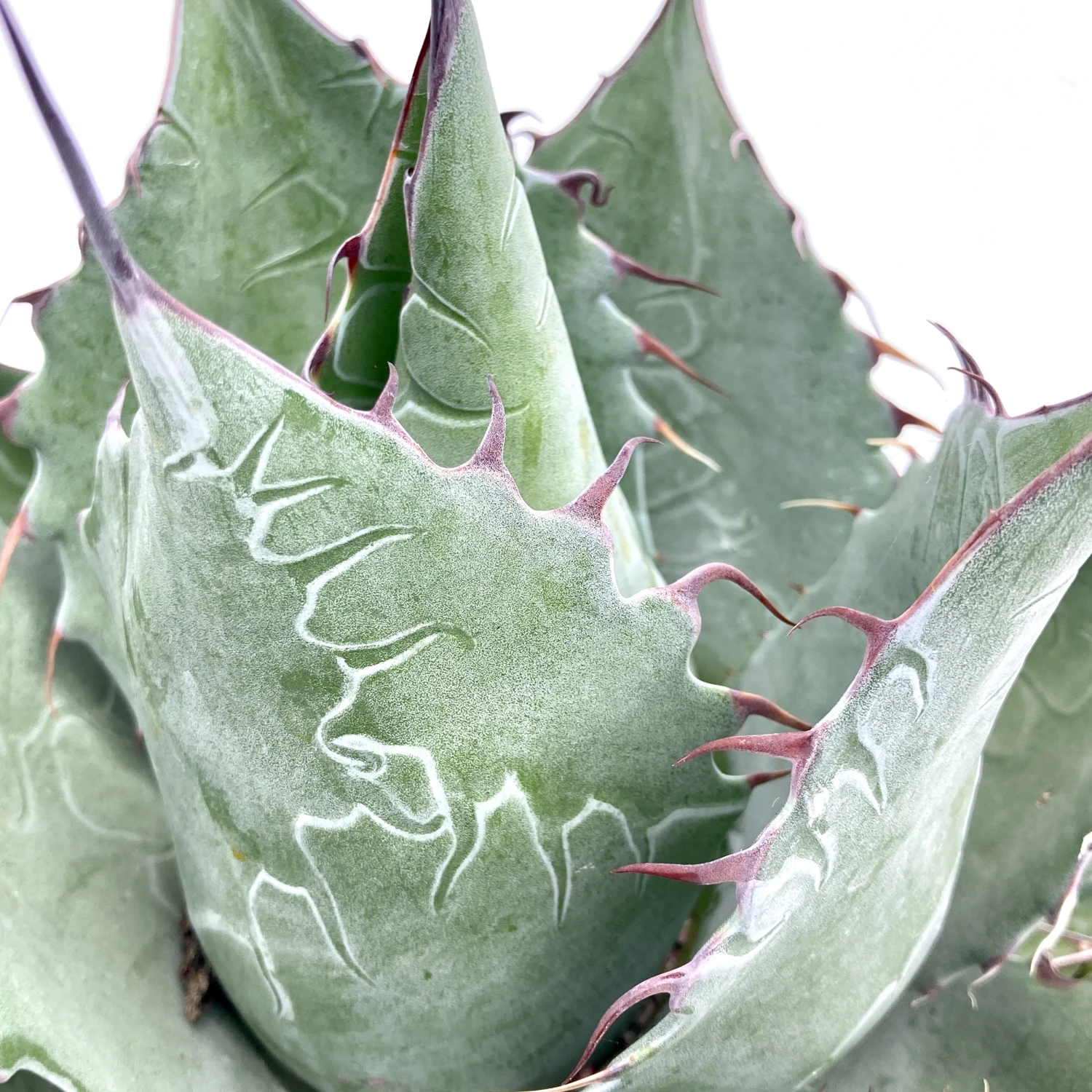 Agave Parrasana 2 Agave Parrasana - Image 2