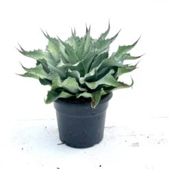 Agave Ovatifolia ‘Vanzie’