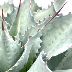Agave Ovatifolia ‘Vanzie’ -Plant Discount Store AVZ 6231b1d993425