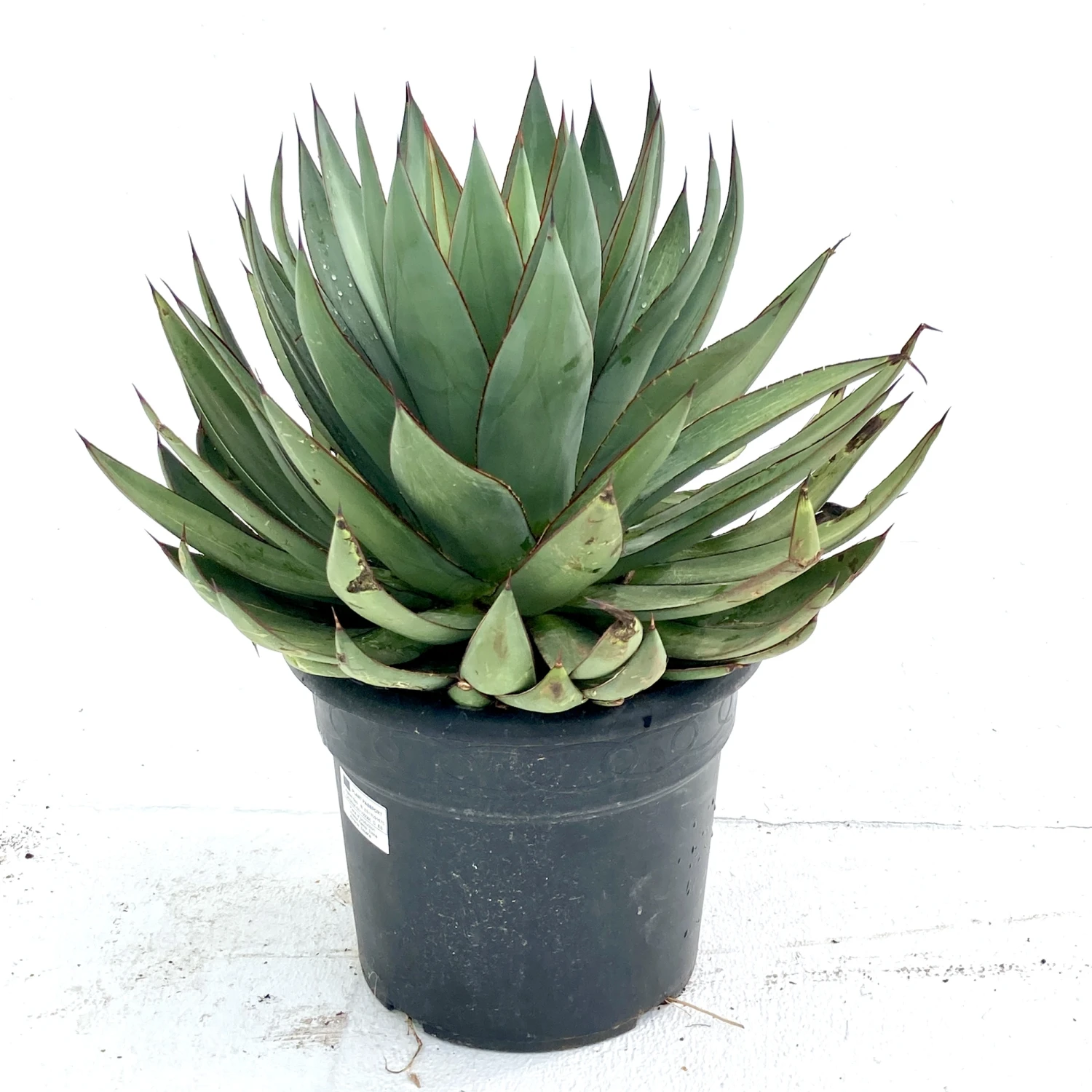 Agave × Romani 1 Agave × Romani