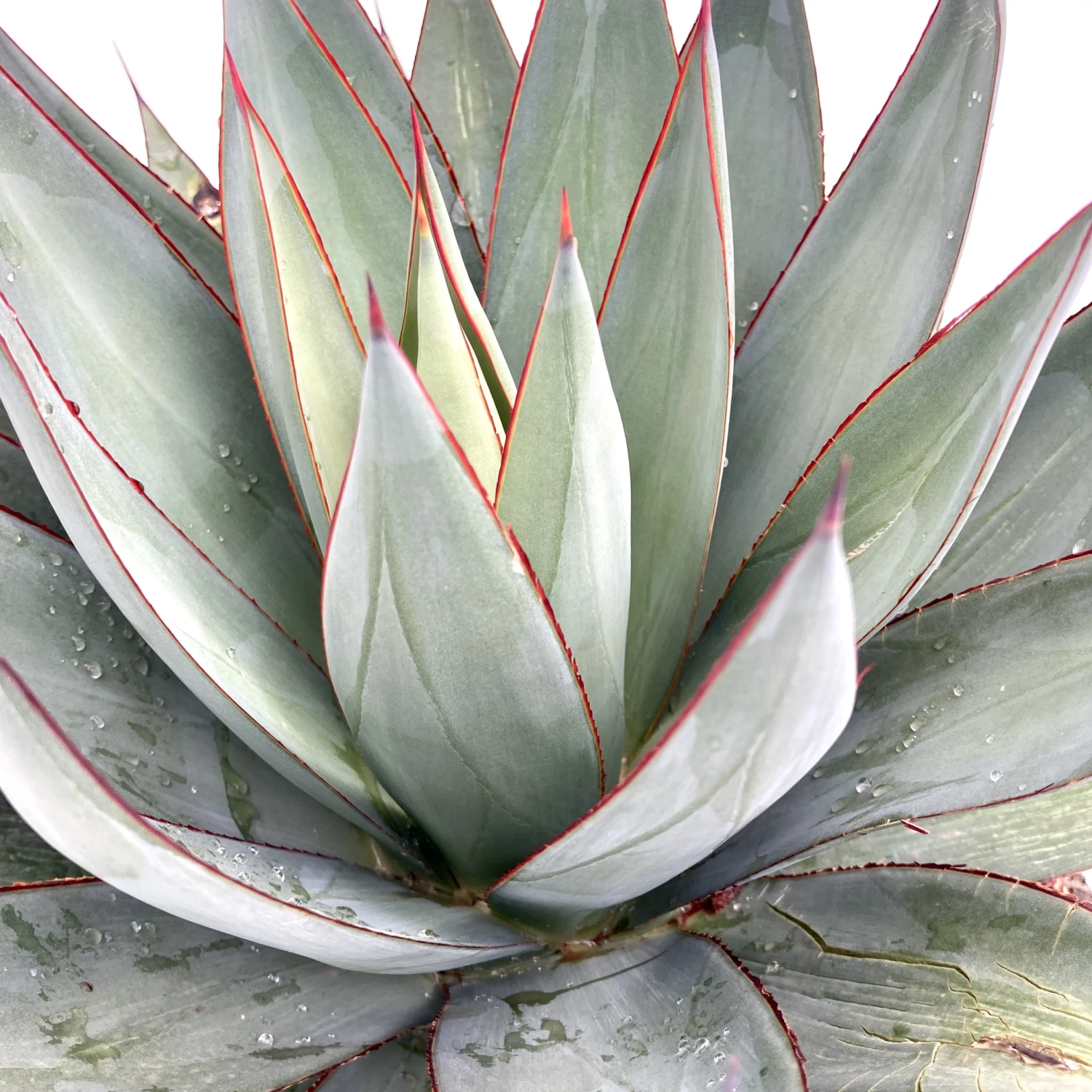 Agave × Romani 2 Agave × Romani - Image 2