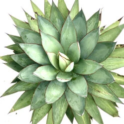 Agave × Romani 5 Agave × Romani -Plant Discount Store AXR 6231b2a14b27e