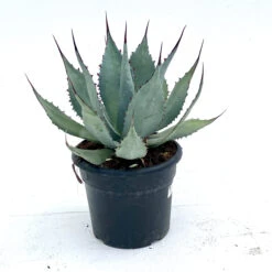 Agave Parryi
