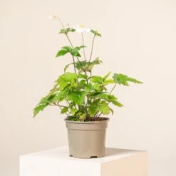 Anemone âHonorine Jobertâ