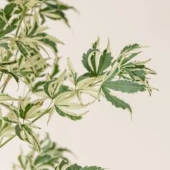 Acer Palmatum ‘Butterfly’ 10 Acer Palmatum ‘Butterfly’ -Plant Discount Store A 15963 60100b773372e