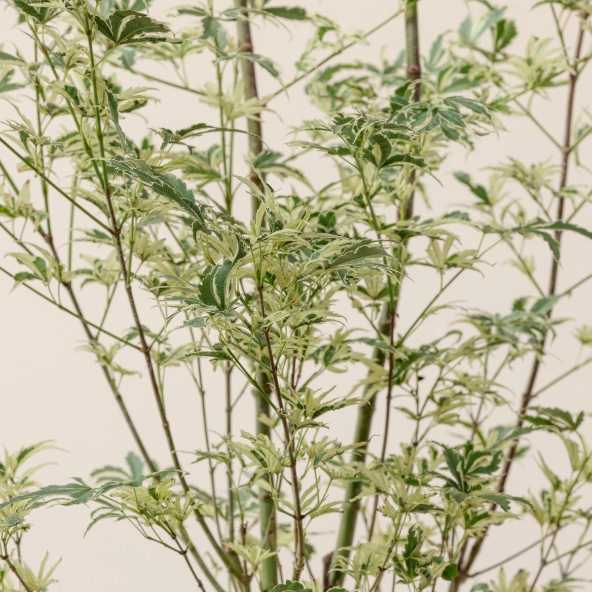 Acer Palmatum ‘Butterfly’ 2 Acer Palmatum ‘Butterfly’ - Image 2