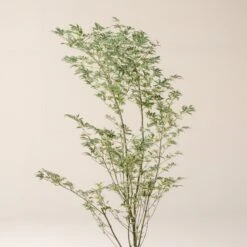 Acer Palmatum ‘Butterfly’ 12 Acer Palmatum ‘Butterfly’ -Plant Discount Store A 15963 60100b79a57e3 1