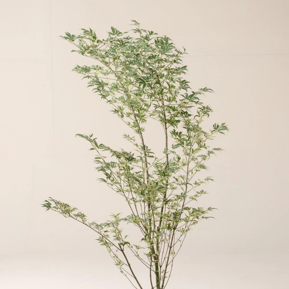 Acer Palmatum ‘Butterfly’ 6 Acer Palmatum ‘Butterfly’ - Image 6