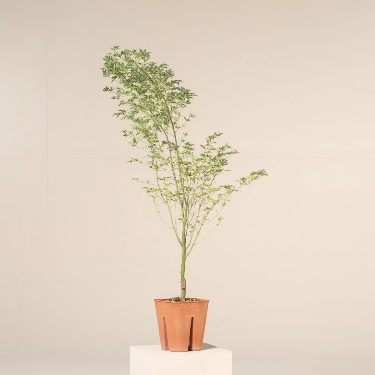 Acer Palmatum ‘Butterfly’ 7 Acer Palmatum ‘Butterfly’ - Image 7