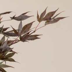 Acer Palmatum ‘Red Flash’ 14 Acer Palmatum ‘Red Flash’ -Plant Discount Store A 16152 60100daccb511