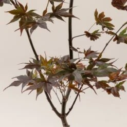 Acer Palmatum ‘Red Flash’ 15 Acer Palmatum ‘Red Flash’ -Plant Discount Store A 16152 60100daf1c8e1