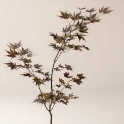 Acer Palmatum ‘Red Flash’ 16 Acer Palmatum ‘Red Flash’ -Plant Discount Store A 16152 60100daff5f51