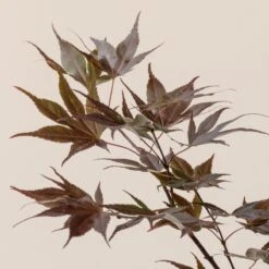 Acer Palmatum ‘Red Flash’ 17 Acer Palmatum ‘Red Flash’ -Plant Discount Store A 16152 60100db0cf50d