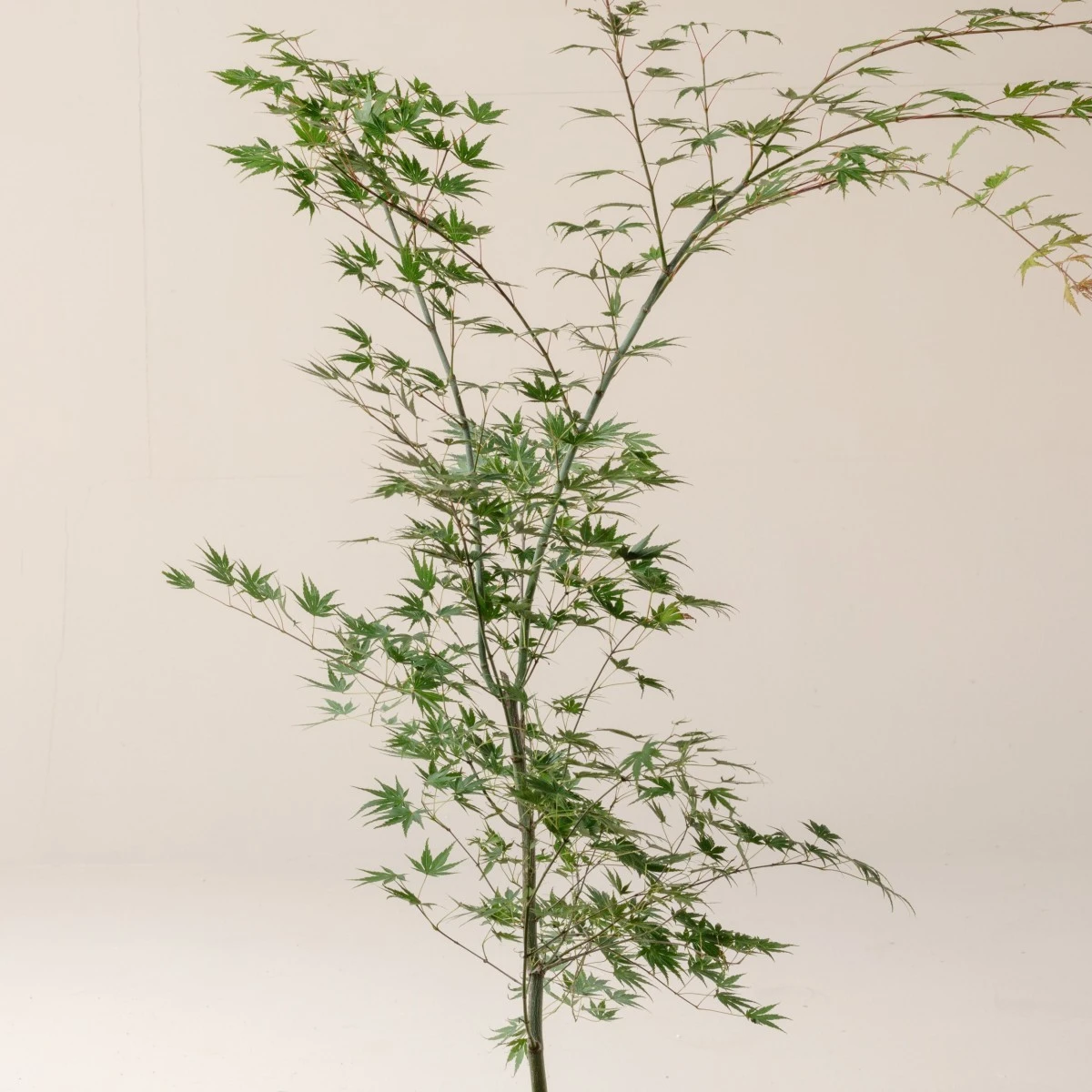 Acer Palmatum ‘Aoyagi’ 3 Acer Palmatum ‘Aoyagi’ - Image 3